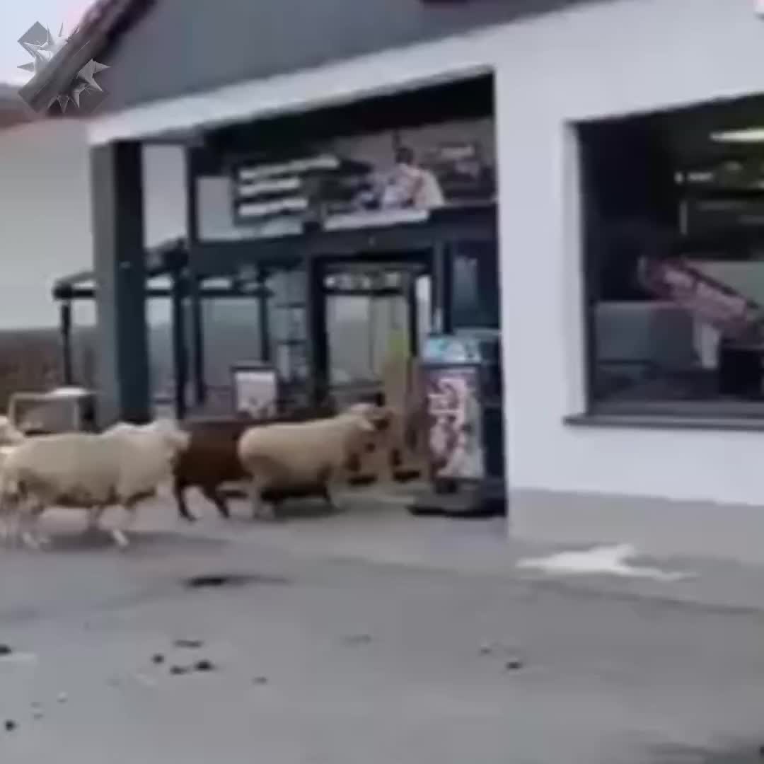 Овцы парализовали работу супермаркета Penny в Баварии на 20 минут