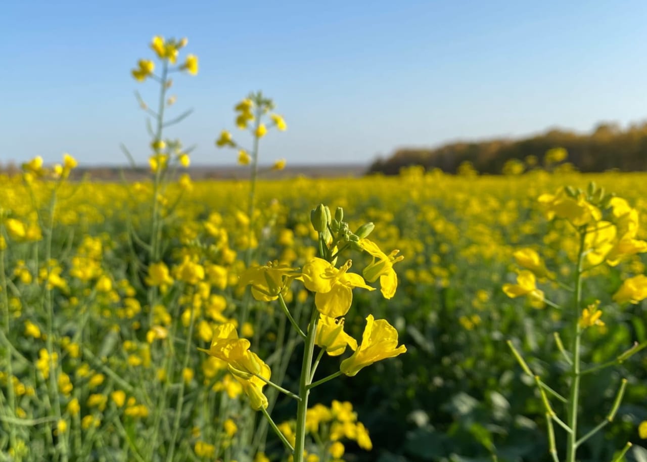 Иркутская область направила на экспорт 91% сельскохозяйственной продукции от плана 2025 года В первом полугодии текущего года регион поставил на внешние рынки агропромышленную продукцию на сумму 44,8 млн долларов, это 91% от целевого показателя федерального проекта «Экспорт продукции агропромышленного комплекса», входящего в состав нацпроекта «Международная кооперация и экспорт». Положительную динамику продемонстрировали почти все основные категории товаров. При этом значительный прирост в 3,7 раза зафиксирован в сегменте прочей продукции АПК. «Лидерами в отчетном периоде из числа прочей продукции агропромышленного комплекса стали рапс и зернобобовые. Их экспорт вырос более чем в десять раз», - сказала заместитель министра сельского хозяйства Иркутской области Анна Турушева. В общей сложности в первом полугодии 2025 года региональную продукцию АПК поставляли почти в 18 стран. Лидеры - Китай, Монголия, Казахстан.