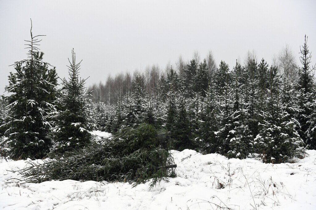В Госдуме рассказали как легально срубить елку к Новому году Необходимо заключить договор с лесничеством поехать туда и выбрать приглянувшееся деревце из тех на которые укажет лесничий Узнать есть ли такая возможность в конкретном регионе а также найти ближайшее лесничество можно на сайте лесного ведомства своего субъекта Подписаться на РИА Новости