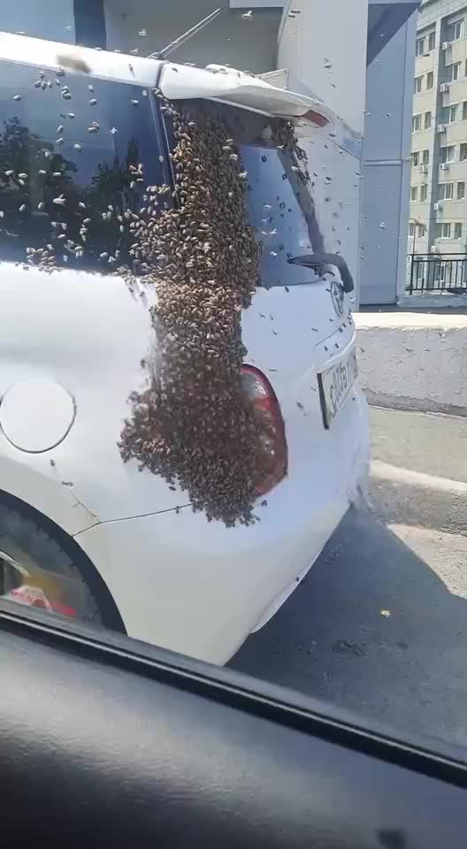 Во Владивостоке тысячи пчёл облюбовали автомобиль