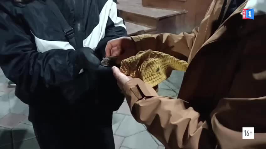 Спасатели помогли освободить летучую мышь в Москве