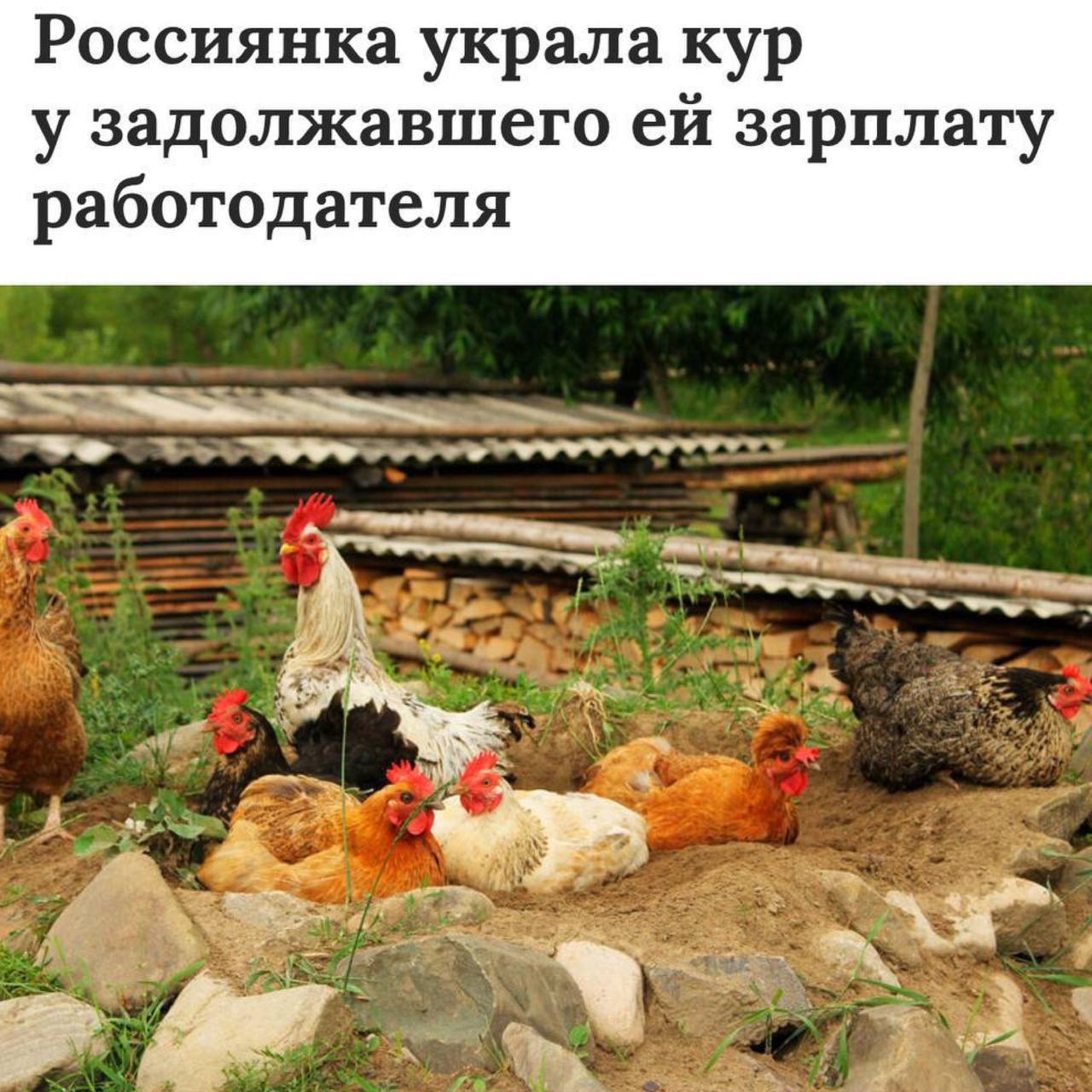 Женщина украла десяток кур с фермы своего бывшего начальника Все из-за задолженности в размере 15 тысяч рублей, которую он не выплачивал экс-сотруднице на протяжении нескольких месяцев. Оригинальное решение