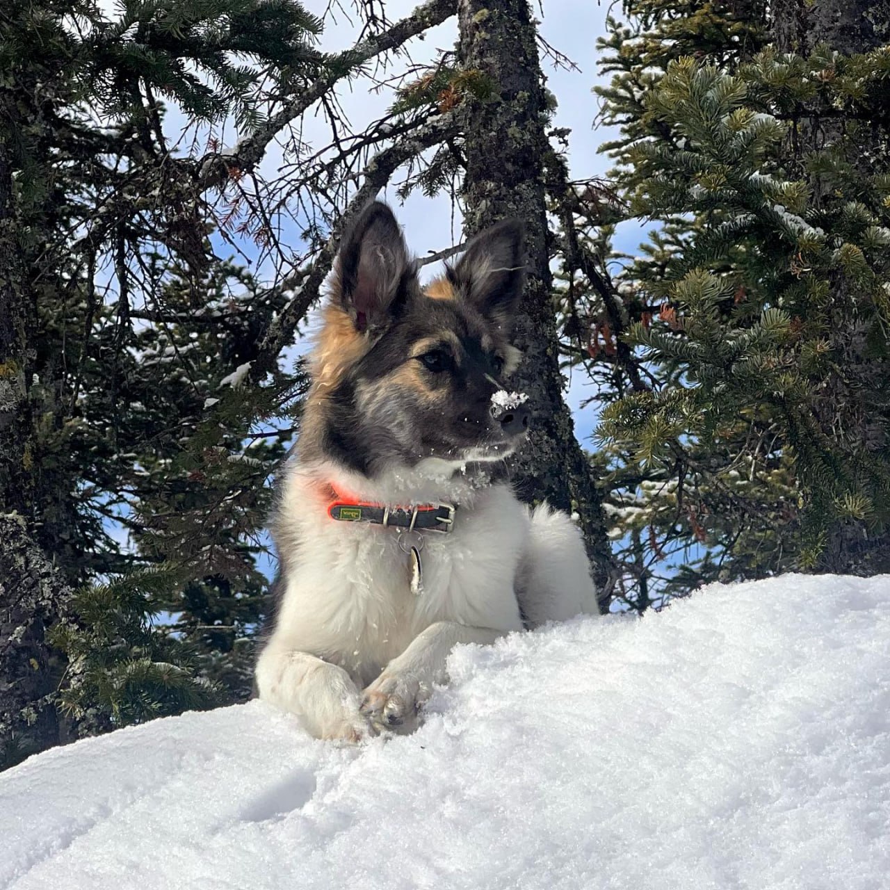 В Иркутске вынесли приговор по делу о гибели собаки Йоси Суд огласил приговор фермеру Виктору Федотову его признали виновным в жестоком обращении с животным Как установил суд 18 апреля 2024 года житель посёлка Первомайский заметил на своём участке собаку которая принадлежала соседке Мужчина взял охотничий карабин и выстрелил в животное не менее трёх раз Пули задели жизненно важные органы собака погибла Расследованием занимались дознаватели полиции Суд назначил мужчине штраф в 55 тысяч рублей Оружие из которого стреляли в собаку конфисковали в пользу государства Также суд удовлетворил иск хозяйки Йоси с осуждённого взыщут ещё 25 тысяч рублей Подпишись на Ircity Предложи новость