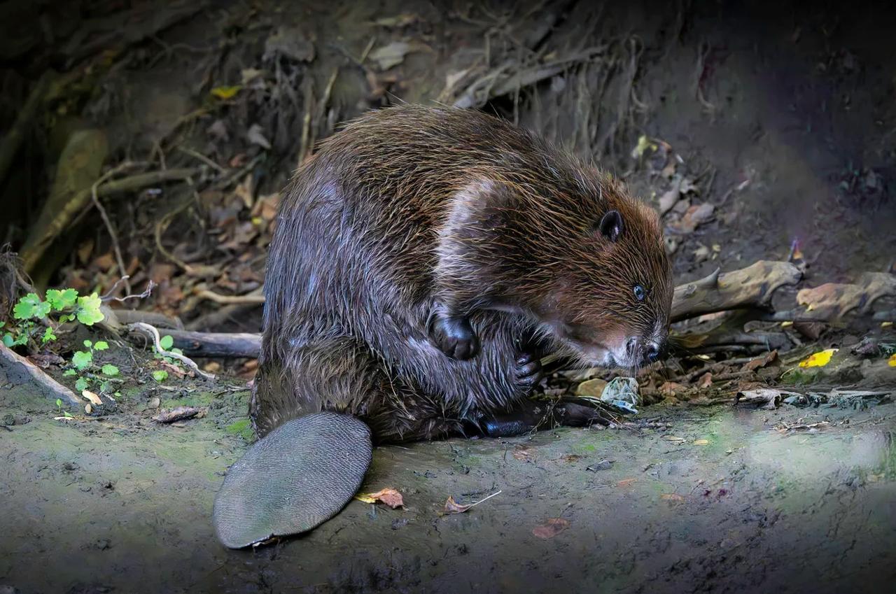 В Швейцарии появилась горячая линия для жалоб на бобров Появилась такая линия в Цюрихе Каждую зиму эти животные начинают строить плотины которые становится причиной наводнений и появления провалов на дорогах Ущерб нанесенный бобрами в стране ежегодно оценивают в один миллион швейцарских франков На созданной горячей линии работают экологи Они дают советы местным жителям оценивают ущерб и размеры возможных компенсаций Также утверждается что важная часть их работы успокаивать людей разъяренных из за бобров