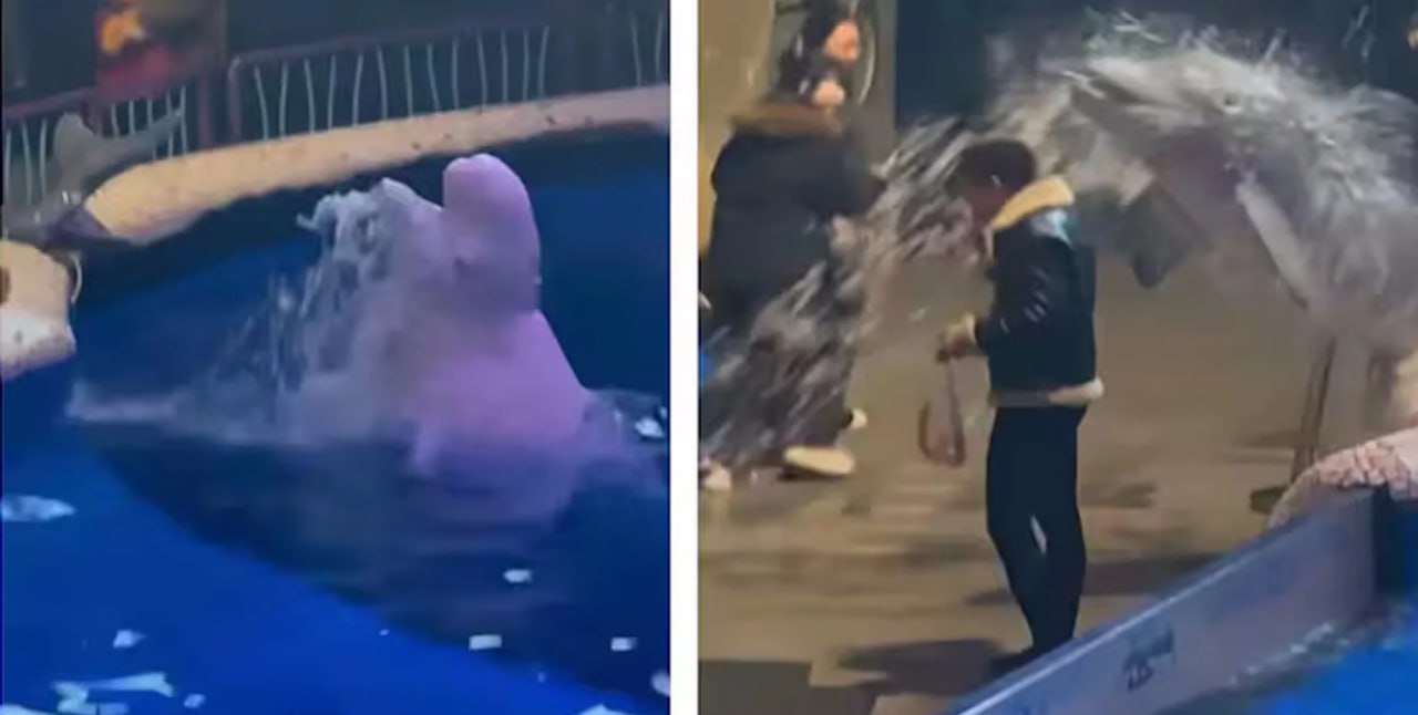 Полиция нравов в действии мужчина закурил в аквариуме белуха тут же затушила сигарету Любопытный инцидент произошел в китайском аквариуме посетитель проигнорировал знаки о запрете курения но наткнулся на белуху следящую за правопорядком На ролике видно как белуха выпустила струю воды чтобы затушить сигарету Подробнее читайте в нашей рубрике Фокус Наука