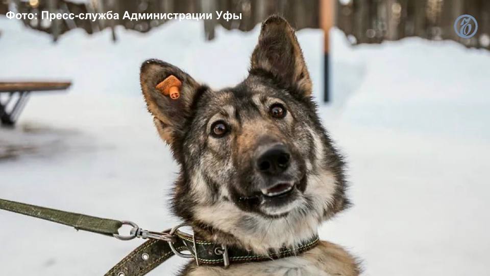 Приют для бездомных животных в Краснодаре откроют весной  В Краснодаре завершено строительство первого муниципального приюта для бездомных животных в поселке Березовом.  Объект рассчитан на размещение до 1 тысячи животных, где они будут проходить стерилизацию и чипирование.   По словам главы города Евгения Наумова, этой весной планируется завершить оснащение приюта, набрать персонал и запустить его работу. Об этом мэр рассказал в ходе ежегодного отчета.  Подписывайтесь на «Ъ-Кубань-Черноморье»