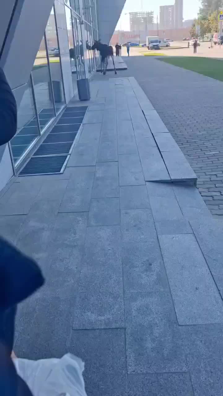 Лоси замечены у Дома Правительства Московской области во время брачного сезона