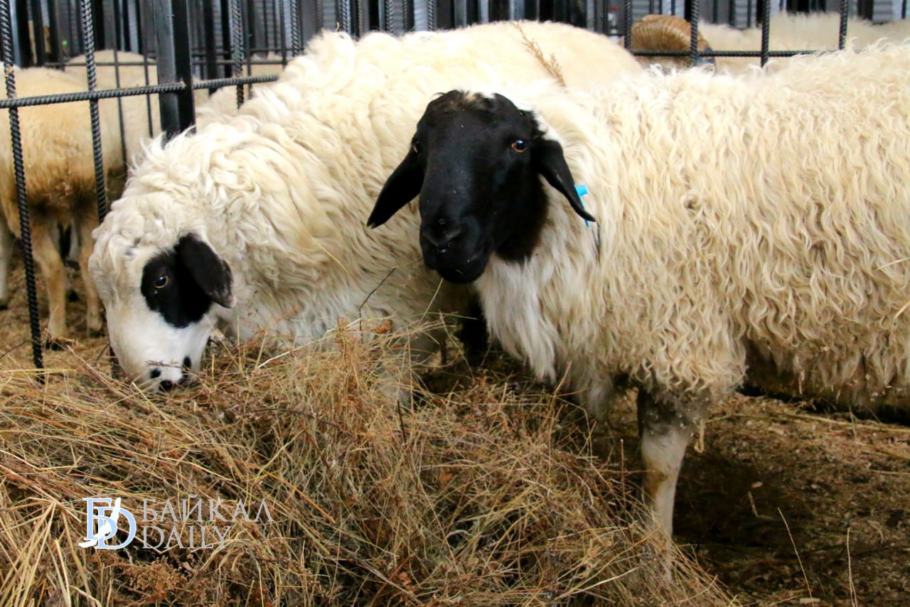 Союз овцеводов создадут в Бурятии Главная цель объединить хозяйства для решения системных проблем отрасли Сегодня все разрознены каждый сам по себе Единой задачи и единого решения которая стоит сегодня на развитие овцеводства у нас нет Создание Союза позволит координировать усилия по переработке шерсти и шкур реализации мяса и другим проблемам которые волнуют овцеводов сообщил министр сельского хозяйства Бурятии Амгалан Дармаев Так глава крестьянско фермерского хозяйства из Селенгинского района Игорь Доржиев уже высказал идею о введении градации баранины по возрастным категориям на рынке чтобы потребитель мог осознанно выбирать и покупать более нежное и полезное мясо молодых барашков