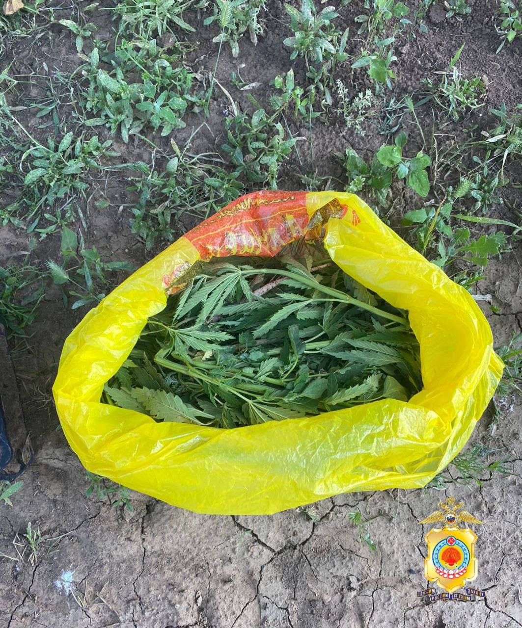 В Калмыкии задержали жителя Приютненского района за незаконный оборот наркотических средств В Ики-Бурульском районе у 57-летнего жителя Приютненского района обнаружили пакет с веществом растительного происхождения с характерным запахом. Мужчина пояснил, что это дикорастущая конопля, собранная им для личного употребления. Изъятое направлено на экспертизу, по результатам которой примут решение о возбуждении уголовного дела.