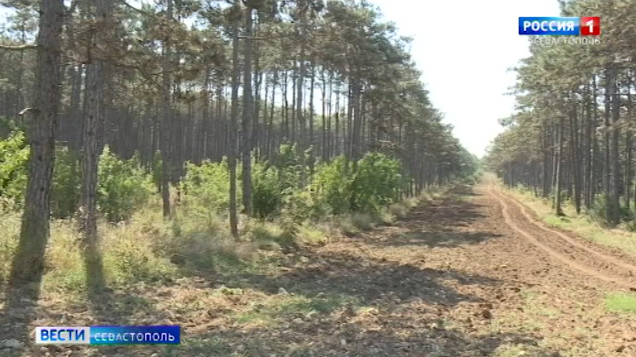 В Крыму продлили ограничение на посещение лесов до 9 октября – МЧС РК