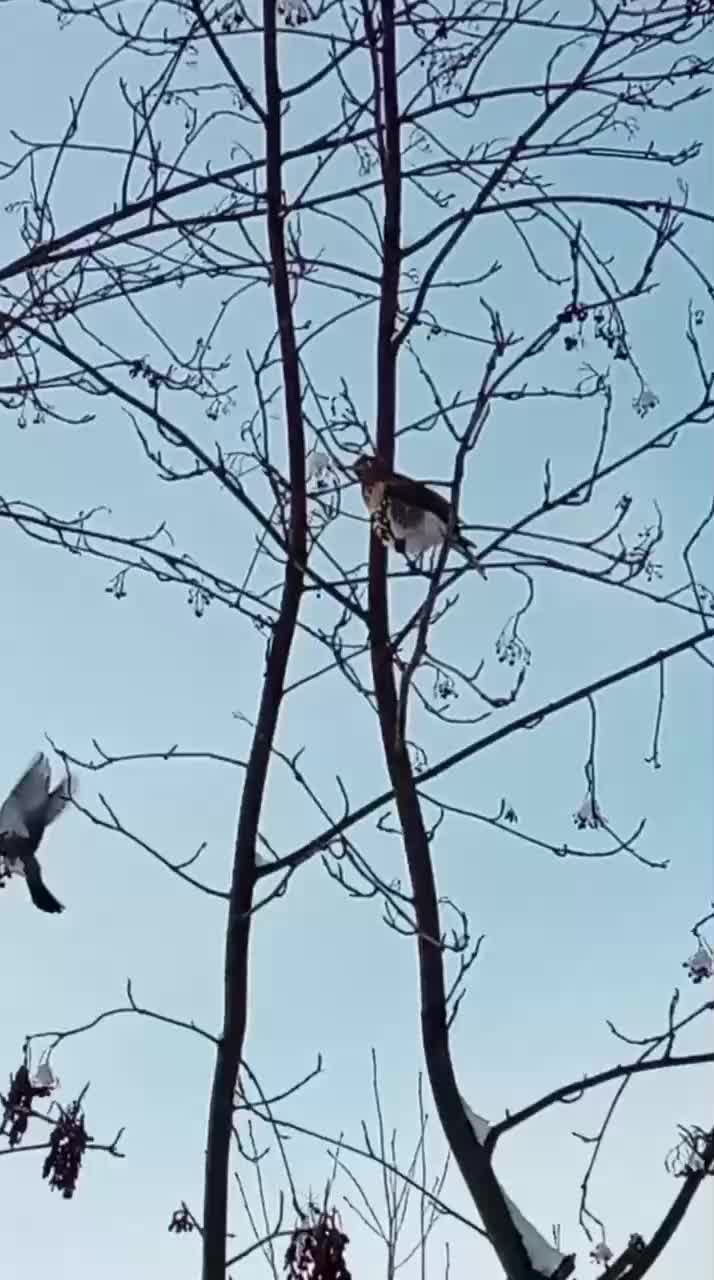Воронежцы обеспокоены замерзанием пруда в Центральном парке и судьбой уток