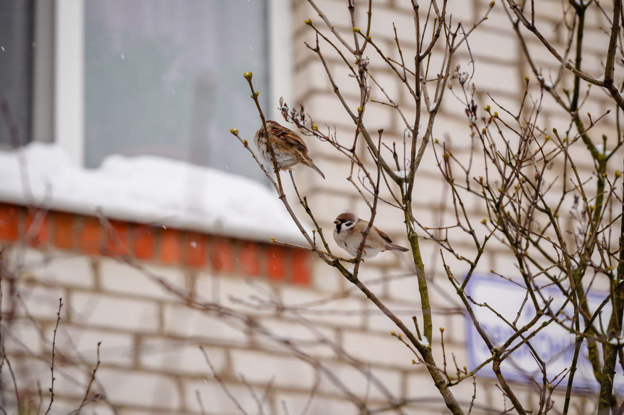 Сильный снегопад создал трудности не только для жителей и коммунальных служб Сергиево Посадского округа но и для пернатых В такую погоду птицам особенно тяжело выживать без нашей помощи Птицам в такие снегопады приходится нелегко они буквально не могут найти корм под огромными сугробами отметил Евгений Живаев старший участковый лесничий Сергиево Посадского округа Птицы тщетно пытаются отыскать пропитание под корой деревьев но не все пернатые к этому приспособлены Мы можем помочь им развешивая кормушки или просто раскладывая корм под деревьями Напомним чем можно кормить птиц ягодами сухими или даже замороженными не жареными и не солёными дроблёными орехами кроме арахиса тонко нарезанной морковью и различными крупами Хлеб давать нельзя он вызывает брожение ТВР24 в национальном мессенджере МАХ