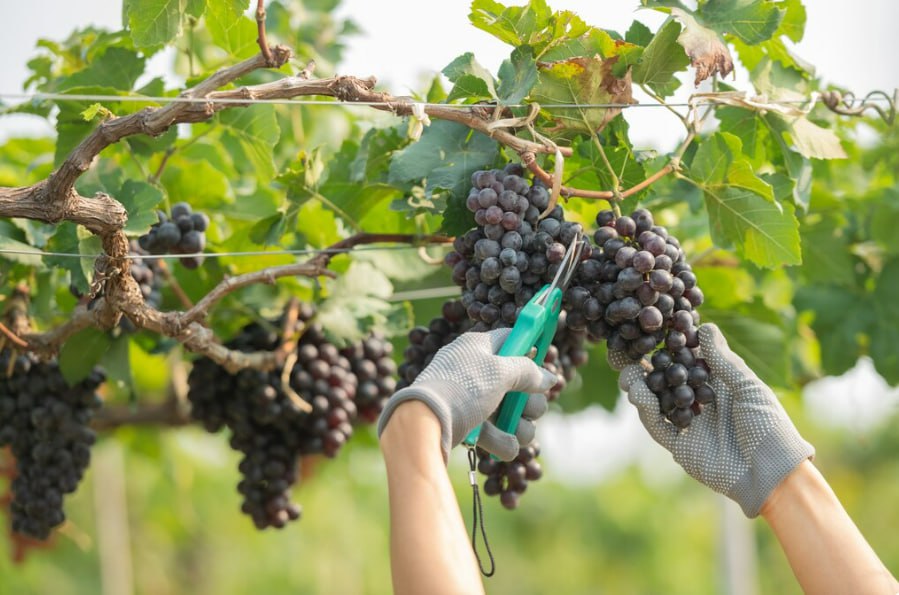 Виноделы Дагестана перечислили в бюджет 8 5 млрд рублей в 2025 году Из которых 3 9 млрд рублей составили акцизы Валовой сбор винограда в 2025 году 302 1 тысяч тонн с площади 24 тысяч гектаров Это около 38 от общероссийского показателя Лидерами по сбору стали Дербентский район 96 тысяч тонн Каякентский район 40 тысяч тонн Карабудахкентский район 20 5 тысяч тонн Вино