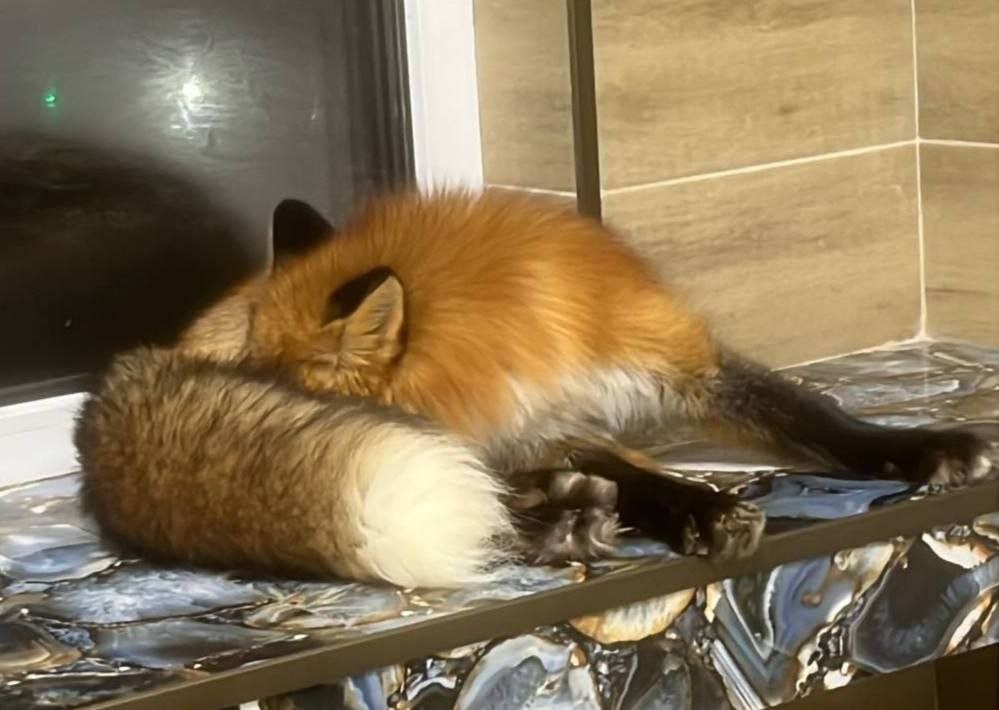 В Петербурге мужчина привез в груминг салон львёнка Маленькому хищнику нужно было подстричь когти но им уже заинтересовался Росприроднадзор Известно что львёнка зовут Хасан и судя по возрасту его рано отлучили от матери а это серьезно скажется на его здоровье в будущем Сейчас владельца экзотического малютки ищут для разъяснений Тем временем ещё один хищник вызвал подозрения у бдительных граждан в подмосковном Красногорске соседи увидели в окно как по квартире мечется крупная лиса Её хозяин объяснил что спас лисицу от гибели на звероферме у нее есть все нужные документы и прививки а поведение обусловлено тем что животное долгое время провело в маленькой клетке теперь ему нужно прийти в себя и освоиться с новым пространством Подписывайтесь на Подъём