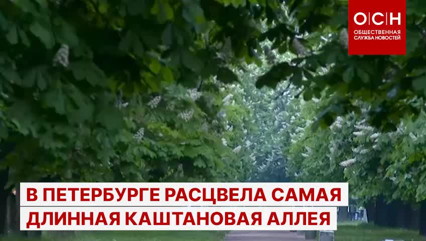 В Петербурге расцвела самая длинная каштановая аллея