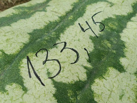Арбуз весом с мотоцикл вырастили в Калужской области Житель Жуковского района установил новый рекорд всероссийский рекорд конкурса бахчеводов http gtrk kaluga ru news obschestvo news 57066