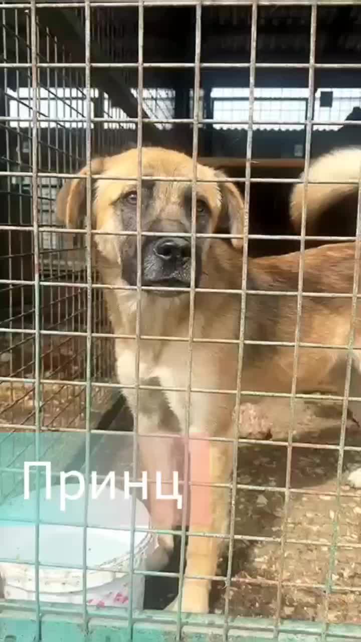Акция по усыновлению бездомных собак в Владпитомнике привлекла внимание
