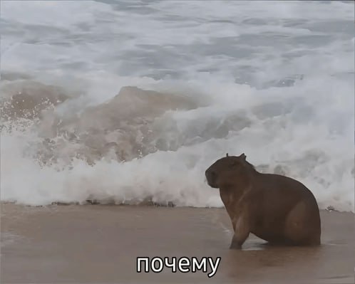 Мединский считал что капибара это название мягких игрушек Что то такое мохнатое как Чебурашка пояснил помощник президента Но недавно я узнал что капибара это животное Меня моя дочь просветила и показала мне фотографии Век живи век учись признался он Теперь он собирается сходить с дочкой на экскурсию к капибарам познакомиться с ними вживую fontankaspb