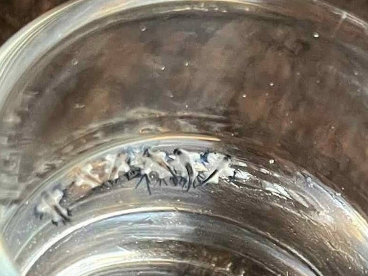 На Пхукете замечены ядовитые синие дракончики На пляже Карон появились глаукусы атлантические - это ядовитые морские моллюски, которые накапливают яд своих жертв. Не трогайте их руками и особенно следите за детьми. Яркая внешность может ввести в заблуждение. При контакте возможны ожоги, тошнота и даже угроза для жизни у аллергиков. Встречали таких? Фото: Monsoon Garbage, Karon Tourist Center