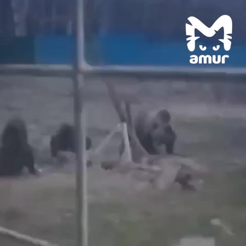 Увеличение случаев выхода медведей к населенным пунктам Братского района