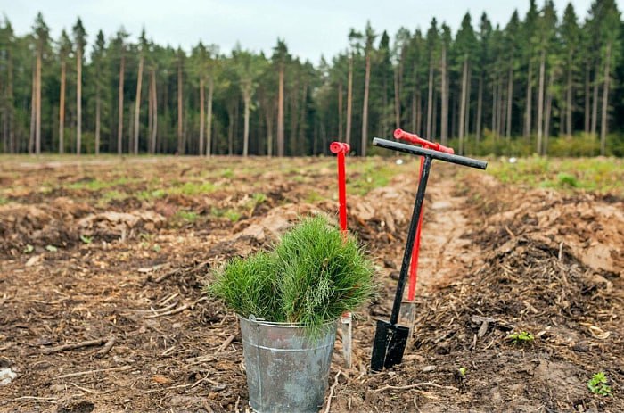 В Кировской области досрочно выполнили показатели по федеральной программе «Сохранение лесов»  Она реализуется по президентскому нацпроекту «Экология». Последние пять лет, как и в текущем, полностью достигался ключевой показатель: соотношение площадей вырубленного и погибшего леса к площади восстановленного, засеянного. В этом году они составили 33500 га.  — Всего за шесть лет реализации программы «Сохранение лесов» в Кировской области восстановили около 242000 га леса, — утверждает министр лесного хозяйства Кировской области Андрей Тетерин.