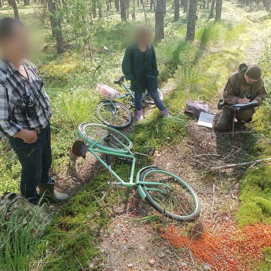 В Нижне-Свирском заповеднике напомнили о штрафах за сбор ягод и грибов В Ленинградской области в самом разгаре сбор ягод и грибов. Администрация Нижне-Свирского заповедника напоминает жителям региона о строгом запрете тихой охоты на особо охраняемой природной территории. Каждое лето инспекторы фиксируют десятки нарушений. Ленинградцы отправляются на территорию заповедника за черникой и морошкой, игнорируя предупреждающие стенды и нарушая природоохранный режим. Сбор ягод и грибов на охраняемой территории является административным правонарушением. Любителям тихой охоты грозит штраф от 3 до 4 тысяч рублей с конфискацией собранного «урожая», корзин и ножей. Кроме того, нарушитель будет обязан отдельно оплатить нанесенный ущерб. Он рассчитывается исходя из веса и вида продукции. 47channel.ru - о жизни Ленинградской области и не только