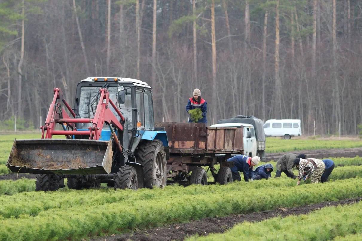 В Самарской области готовятся к открытию лесокультурного сезона. В этом году по новому нацпроекту «Экологическое благополучие» планируется высадить 850 га  леса. Для этого самарские лесники бережно вырастили в питомниках почти 5 млн сеянцев.  В выращивании посадочного материала и подготовке почвы специалистам помогает лесохозяйственная техника – по нацпроекту «Экология» за 6 лет было закуплено 11 лесопосадочных машин, 9 лесных культиваторов, а также плуги, толкатели для расчистки лесосек, каток-осветлитель лесных культур и кусторез тракторный.  В прошлом году за счет областного бюджета парк лесохозяйственной техники пополнили ещё 10 тракторов, 12 уазиков, универсальный мульчер.