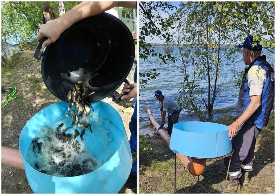 Сотни тысяч сазанов отправились в местное водохранилище В Шершневское водохранилище выпустили более 200 тыс мальков сазана в рамках проекта по реабилитации связанной с ним реки Миасс Рыб запускали постепенно чтобы они могли расселиться и не конкурировать за еду в одном месте В следующем году планируется подселить ещё почти полмиллиона мальков Сазан поддерживает биологический баланс водоёма и является важной частью экосистемы Подписаться на chelkp