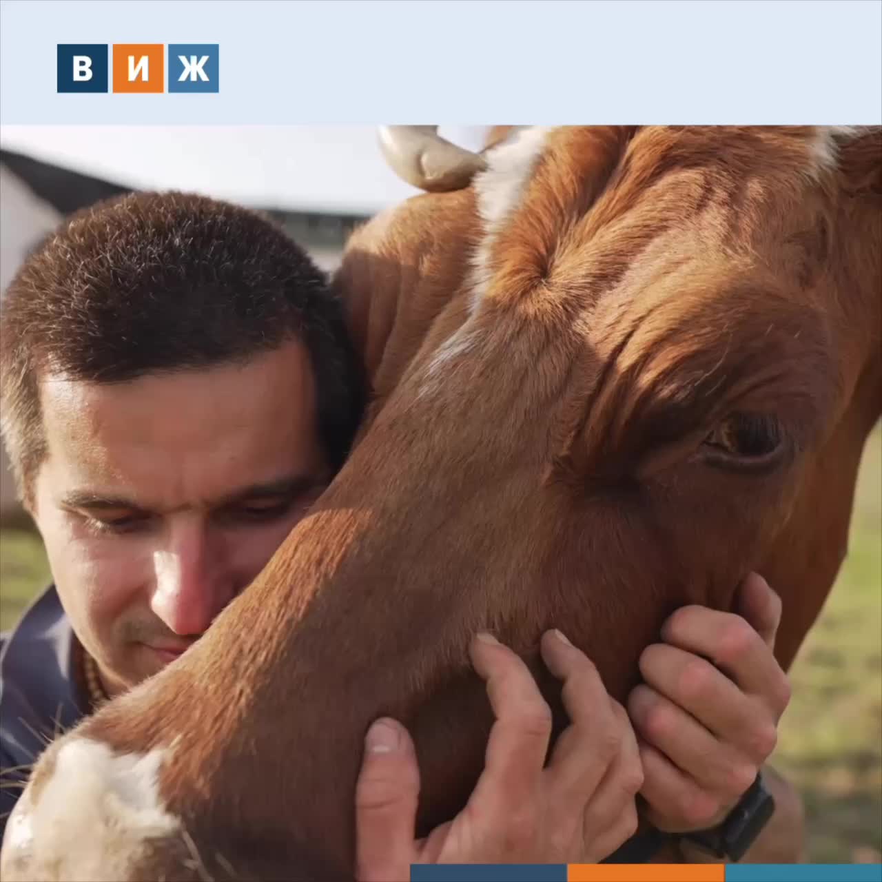 Платные обнимашки с коровами становятся новым источником дохода для фермеров в США