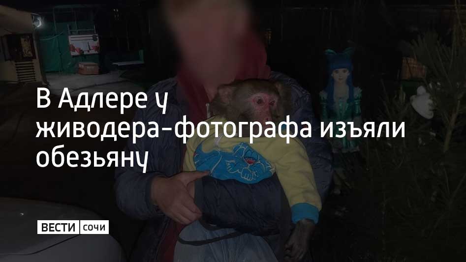 Живодер предлагал сфотографироваться с обезьяной прохожим на улице Ленина. Об этом рассказали в УВД Сочи.  Документов на экзотическое животное и разрешения на осуществление предпринимательской деятельности у мужчины не было. Полицейские составили на него два административных протокола.  Также у живодера-фотографа изъяли обезьяну. Экзотическое животное передали специалистам.