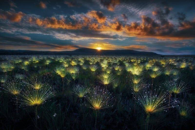 Жюри престижной международной премии Nature s Best Photography объявило победителей конкурса 2024 года  На фотографиях представлены работы участников, получивших высокую оценку.  Победителем стал снимок Мангеша Ратнакара Десаи, изображающий бенгальскую тигрицу, обучающую своего детеныша. Фотография была сделана в заповеднике Индии.    Все новости Геленджика   Прислать новость/фото/видео