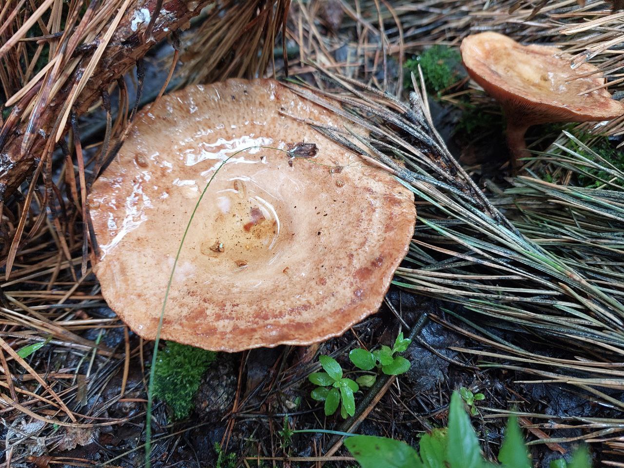 В Курской области за сезон зафиксированы 20 случаев грибных отравлений среди пострадавших четверо детей С начала сезона в Курской области за медицинской помощью после употребления лесных грибов обратились 20 человек Среди пострадавших четверо детей 4 9 лет Случаи зарегистрированы в Курске а также в Курском Октябрьском Обоянском Касторенском Железногорском и Тимском районах По словам специалистов к проблемам чаще всего приводят незнание видовых отличий и сбор в небезопасных местах вдоль дорог вблизи населённых пунктов и промзон Такие грибы способны накапливать токсины и тяжёлые металлы что повышает риск тяжёлого отравления даже при термической обработке Медики советуют курянам брать только хорошо знакомые виды собирать их в экологически чистых зонах и готовить в день сбора Хранение в тёплом помещении дегустация сырых шляпок и сомнительные заготовки недопустимы При первых симптомах тошноте боли в животе рвоте головокружении необходимо немедленно обращаться за экстренной помощью и не заниматься самолечением Курская Telega Прислать новость