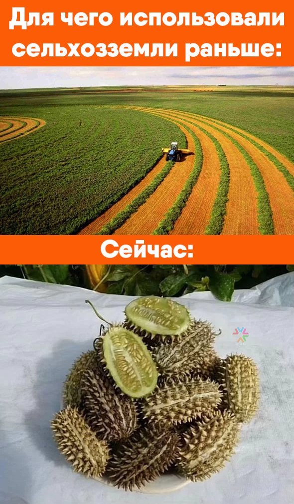 Власти Кузбасса запланировали до 2030 года ввести в сельхозоборот все неиспользуемые земли Губернатор Кемеровской области Илья Середюк сообщил, что до 2030 года в Кузбассе должны будут ввести в сельхозоборот все неиспользуемые земли. – В 2018 году мы провели в регионе ревизию полей, которые раньше использовались аграриями, а сейчас пустуют. Получилось более 300 тысяч га. Из них 177 тысяч га уже освоены, осталось еще около 130 тысяч га, – рассказал глава региона. Отмечается, что возврат земель даст возможность не только полностью обеспечивать Кузбасс зерном и овощами, но и экспортировать их в другие регионы. За первое полугодие аграрии ввели в оборот более 11 тысяч га. Еще 10,93 тысяч га должны ввести до конца года. При этом уточняется, что шесть муниципалитетов уже перевыполнили план. В их числе: Ленинск-Кузнецкий округ, Крапивинский округ, Топкинский округ, Беловский округ, Прокопьевский округ, Промышленновский округ. Середюк также сообщил, что там, где пашни уже используются на все 100%, будут вводить в оборот бывшие пастбища и сенокосы.