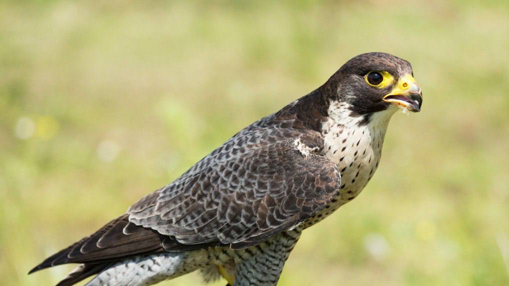 Гнездовья краснокнижной хищной птицы чеглока считавшейся исчезнувшей в Москве нашли в Лосином острове Кроме того на территории нацпарка отыскали редкие растения овсяница высочайшая и любка зеленоцветковая Это говорит о том что местные природные сообщества находятся в хорошем состоянии Подпишись на нас в МАХ