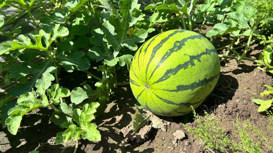 Продукции на 15 миллионов рублей реализовали на ярмарке выходного дня  Хабаровские аграрии реализовали продукции на 15 миллионов рублей за 32 рабочих дня. Все товары проходят обязательный ветеринарный контроль прямо на месте торговли.    Прочитать статью полностью