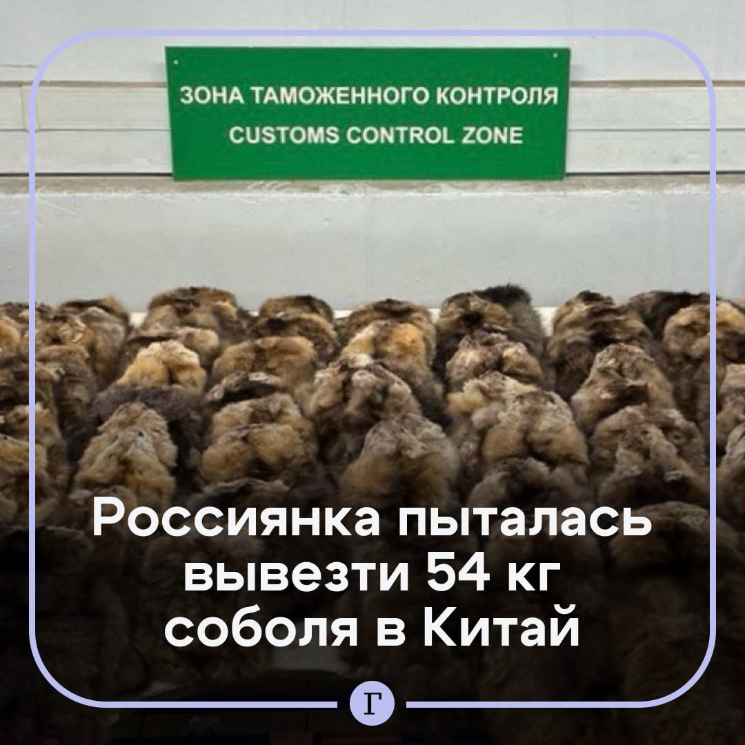 54 кг соболя пыталась вывезти россиянка в Китай.  Вместе с иностранным подельником она организовала перевозку невыделанного зверя. Незаконный груз весом 54 кг из 730 шкурок соболя поймали сотрудники таможни в Шереметьево. Стоимость партии составила 4,3 млн руб.  На допросе мужчина рассказал о своей неосведомленности, что так нельзя. В отношении нарушителей возбудили уголовное дело, им светит до 10 лет заключения и штраф до миллиона рублей.  Подписывайтесь на «Газету.Ru»