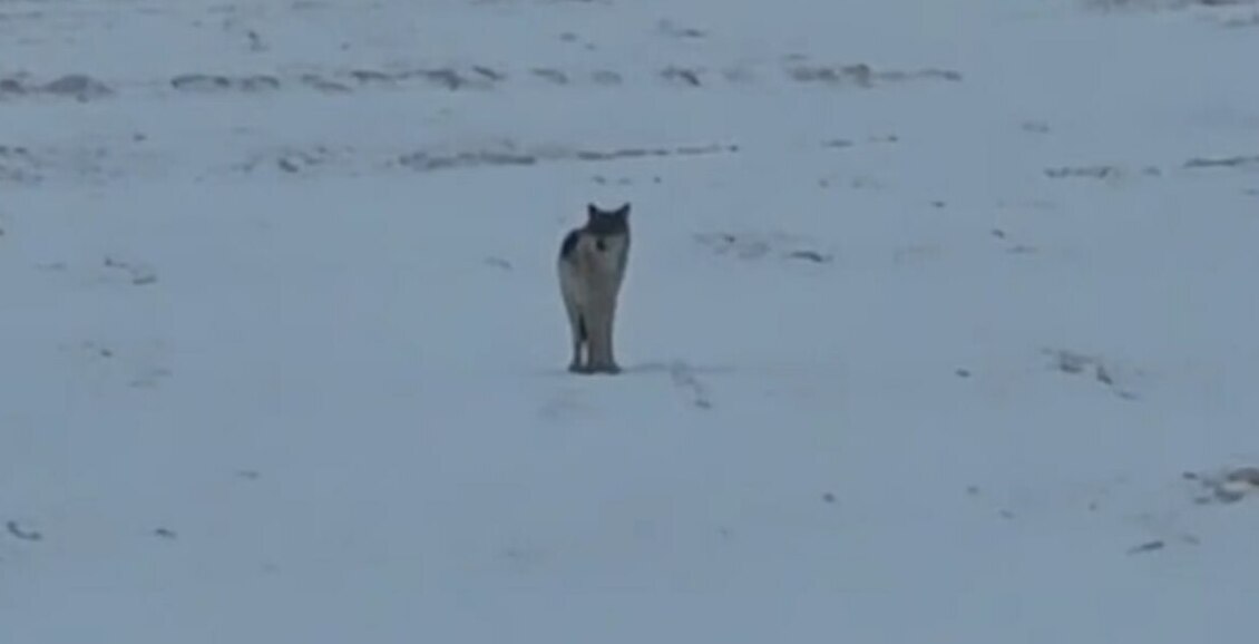 На Камчатке волка из соцсетей перепутали с бродячей собакой 18 марта в камчатских пабликах в социальных сетях распространялось сообщение о появлении волка в поселке Заозерном. На место прибыли охотинспекторы, но животное там не нашли. Нажмите для подробностей -