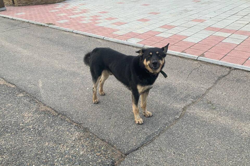 На отлов бездомных собак потратят 10 миллионов рублей Комитет городского хозяйства мэрии разместил закупку с начальной стоимостью контракта 10 млн рублей следует из данных Госзакупок Подрядчика планируют определить до середины ноября Исполнителю предстоит отлов транспортировка и передача животных в приют или пункт временного содержания стерилизация вакцинация и маркировка временная или постоянная передержка противопаразитарная обработка дезинфекция и утилизация отходов при необходимости гуманное умерщвление