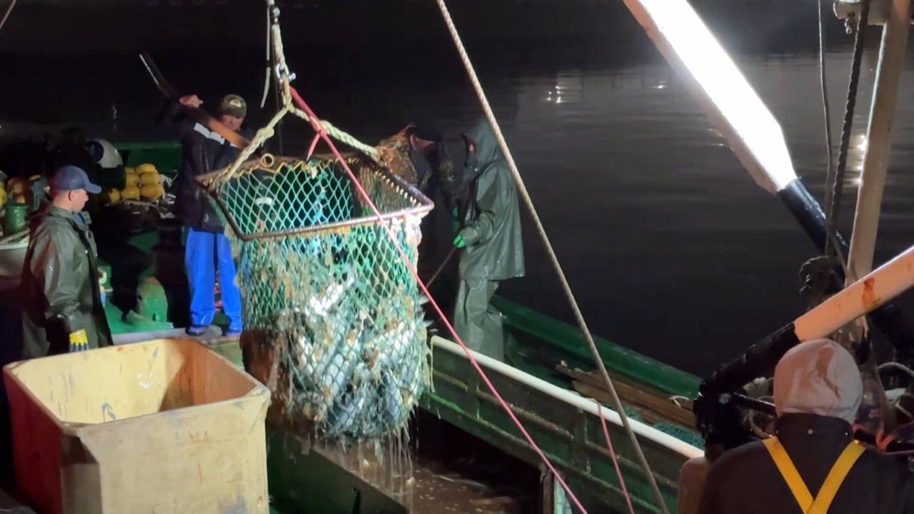 Лососёвая путина ЗАКРЫТА И ее итоги промышленники называют провальными По области рыбаки взяли чуть больше 21 тысячи тонн красной рыбы В то время как к примеру в Хабаровске вылов достиг 32 тысяч тонн а на Камчатке и вовсе почти 259 тысяч тонн Большая часть вылова составила кета благодаря рыборазводным заводам которые делают ставку именно на эту рыбу Они вовремя вырастили и выпустили молодь лосося На низкие подходы рыбы негативно повлияла жара которая стояла в регионе почти всё лето это самая популярная среди официальных причин Сами промышленники ругают проходные дни когда рыбачить было нельзя Говорят дней было слишком много ограничения часто мешали полноценной работе От редактора Красную путину этого года Министерство по рыболовству Сахалинской области практически не комментировало весь сезон рыбалки Несмотря на еженедельные запросы в том числе и о проходных днях