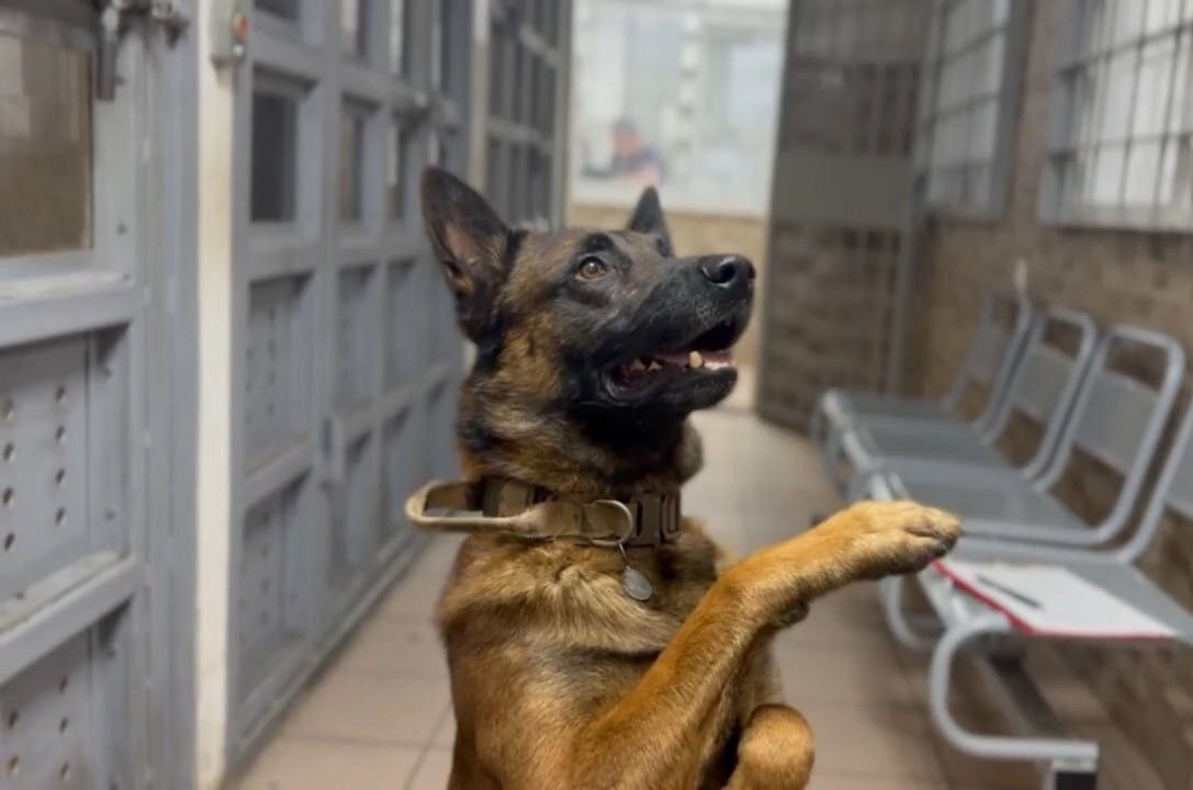 Пропавшего в Петербурге пятилетнего мальчика нашёл Опер но не уполномоченный Служебная бельгийская овчарка 22 ноября привела полицейских к ребёнку он был примерно в 500 метрах от своего дома в соседних дворах Оказалось мальчик просто заблудился пока катался на самокате Подписывайтесь на наш канал в МАХ agregiruem