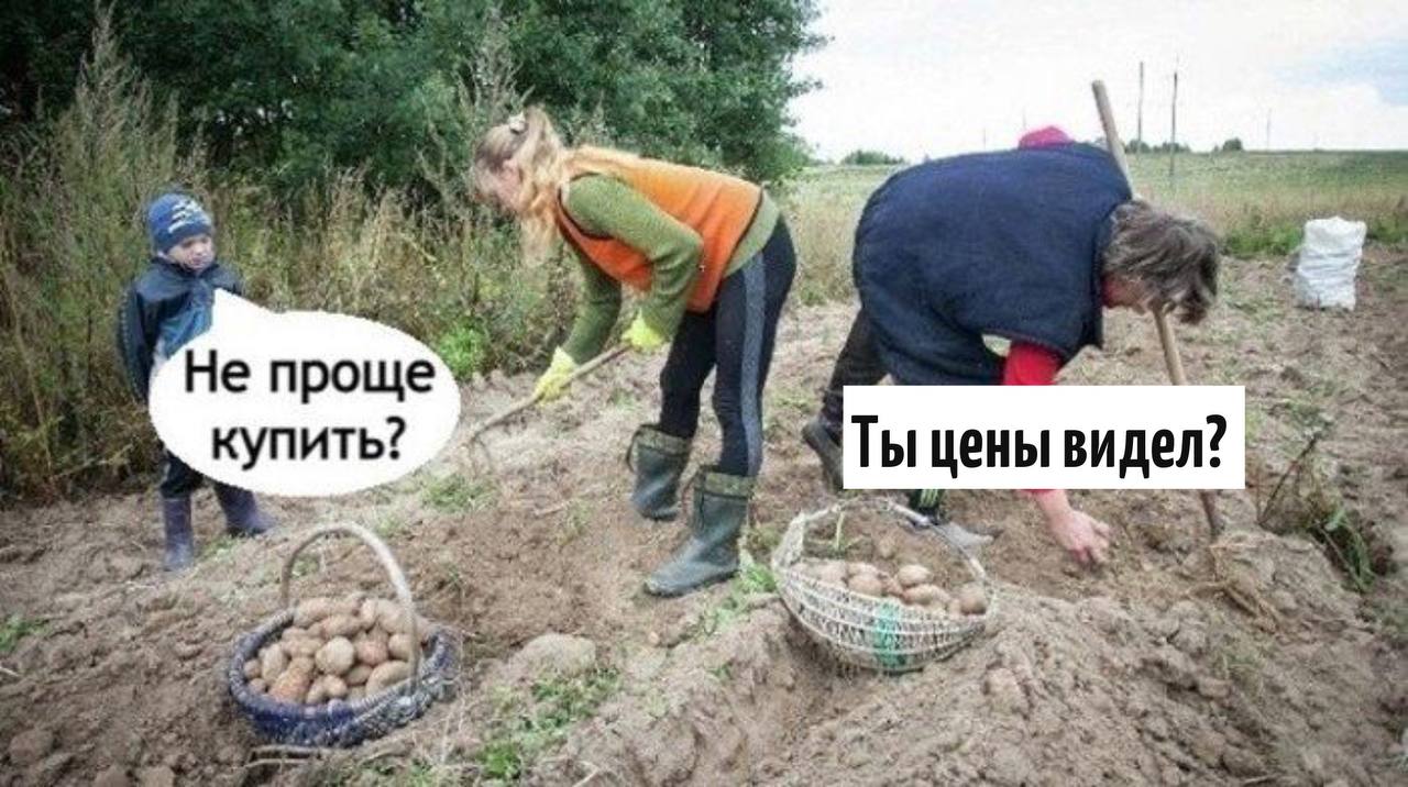 Картофель в России подорожал из-за отказа россиян от огородов, — исполнительный директор Союза участников рынка картофеля и овощей