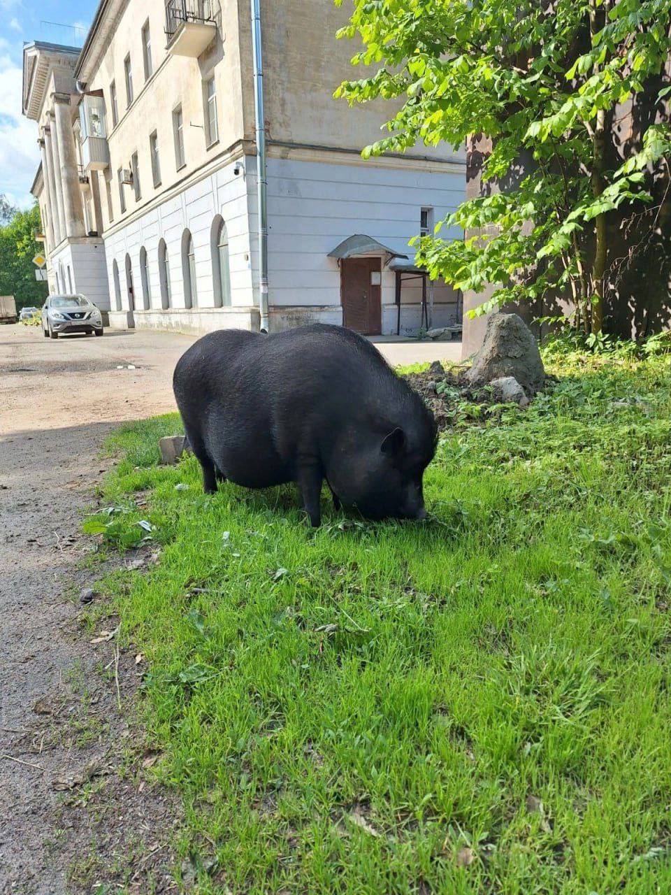 Огромную хрюшку заметили на прогулке в Выборгском районе.
