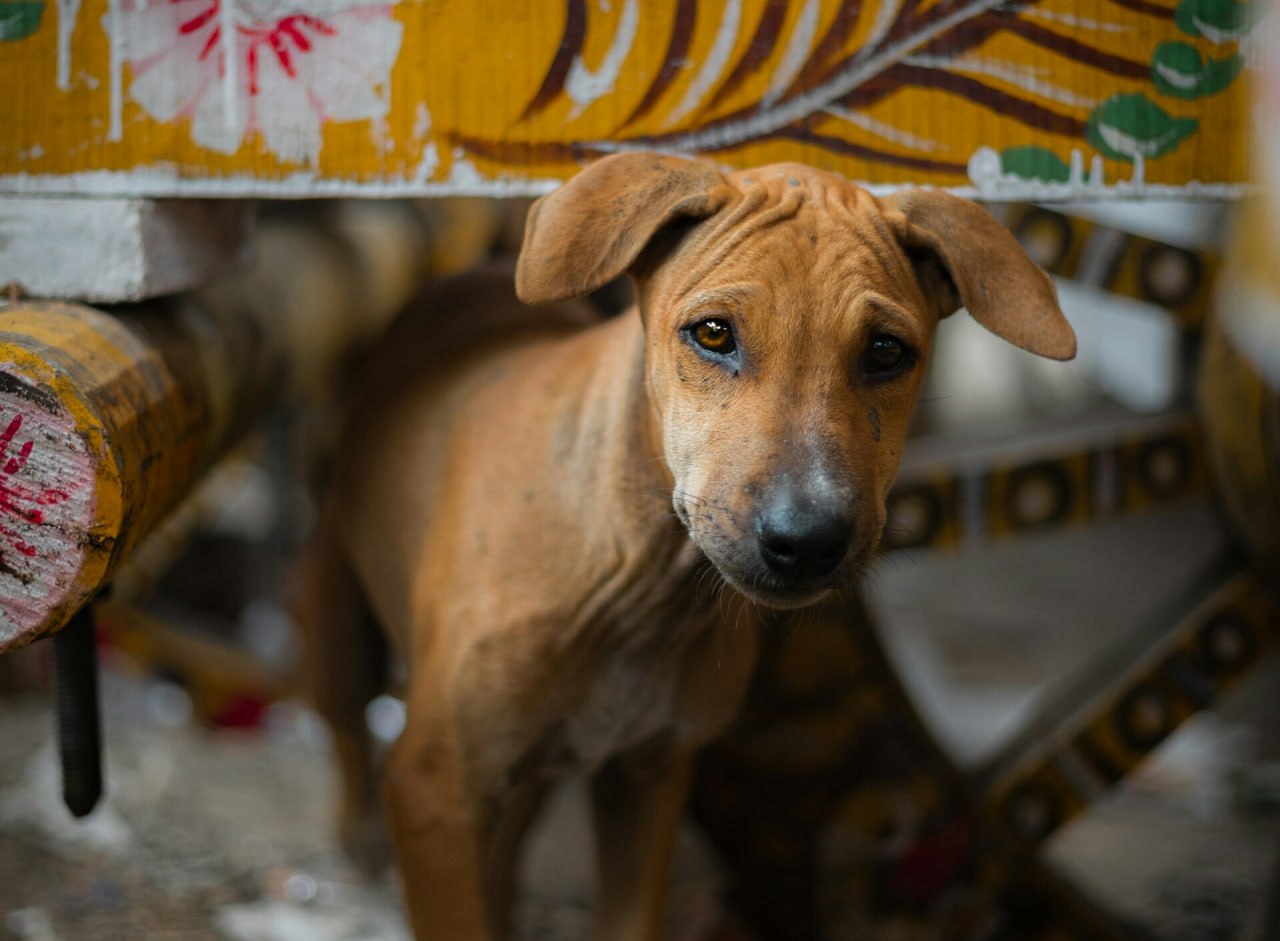 В России около 100 тысяч животных ежегодно становятся бездомными заявил депутат Владимир Бурматов По его словам люди часто оставляют питомцев на улице после летнего сезона Циничная абсолютно история потому что люди в сентябре в начале октября выбрасывают тех кого они взяли в апреле в мае Полгода собачка пожила там от нее избавились Все наигрался ребенок сказал политик Он напомнил что за выброшенных животных россиянам грозят штрафы до 30 тысяч рублей Но большинство регионов не хотят с этим связываться посетовал Бурматов Больше новостей в Daily News