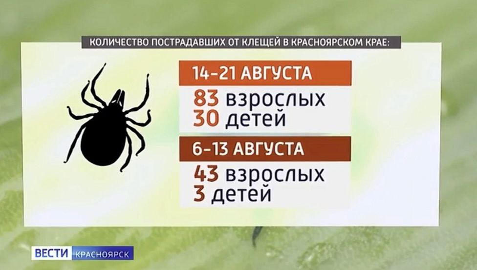 В 10 раз чаще клещи стали чаще кусать детей В Роспотребнадзоре заявили что именно тёплая погода на минувшей неделе спровоцировала увеличение числа пострадавших С жалобами к медикам обратились 113 человек из них 30 детей Отметим ещё неделей ранее паукообразные напали на 43 взрослых и 3 детей Врачи вновь напоминают о мерах профилактики обрабатывайте одежду аэрозолем проводите само и взаимоосмотры после прогулок не забывайте о четвероногих друзьях vesti krsk