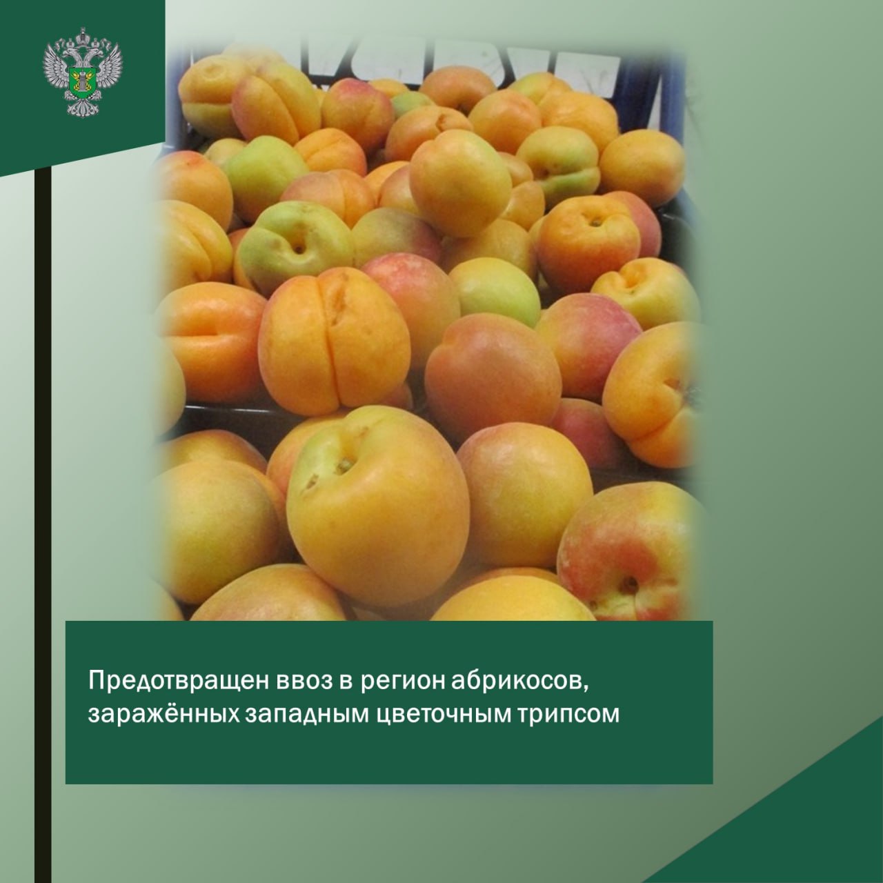 В регион не пустили турецкие абрикосы, заражённые западным цветочным трипсом. Сотрудниками Управления Россельхознадзора на ФКП СВХ «Сириус» проведен контроль за соблюдением фитосанитарных мер при импорте партии абрикосов, поступивших из Турции. В абрикосах 6 т выявлен карантинный объект — западный цветочный трипс. Подтверждено лабораторной экспертизой Калининградского филиала ФГБУ «ВНИИЗЖ». «В целях недопущения распространения карантинного объекта на территории РФ выпуск зараженных абрикосов запрещен, по решению собственника продукция направлена на обеззараживание». Источник: Россельхознадзор региона