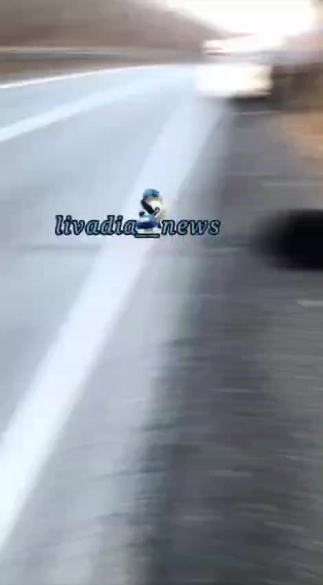 Грузовик сбил медведя на трассе в районе Американского перевала