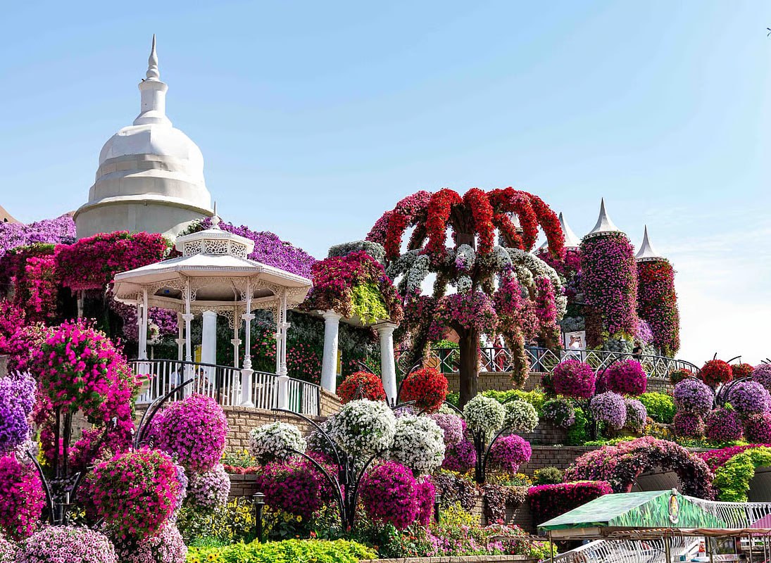 Цветочный парк Dubai Miracle Garden откроется после летнего перерыва 29 сентября AllAboutUAE