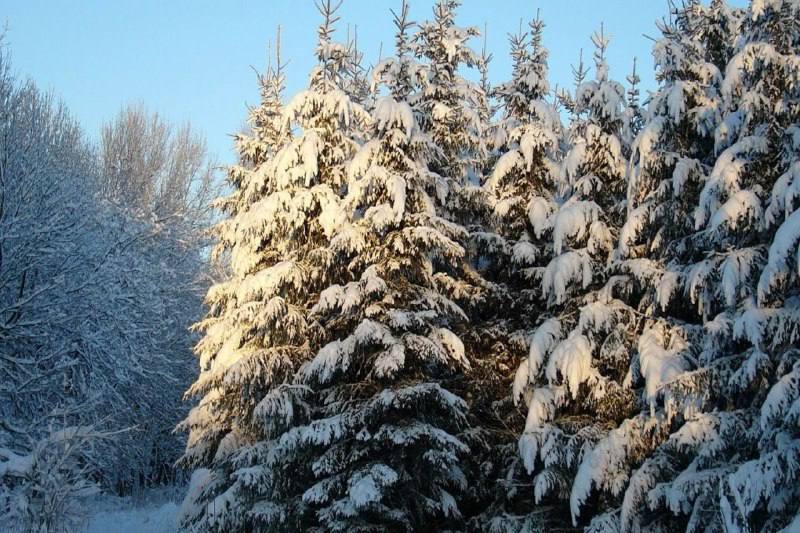 С 8 по 31 декабря в лесах Иркутской области пройдёт операция Метель Совместные патрули лесничих и полиции будут ловить тех кто незаконно рубит хвойные деревья За такие действия грозит административная ответственность