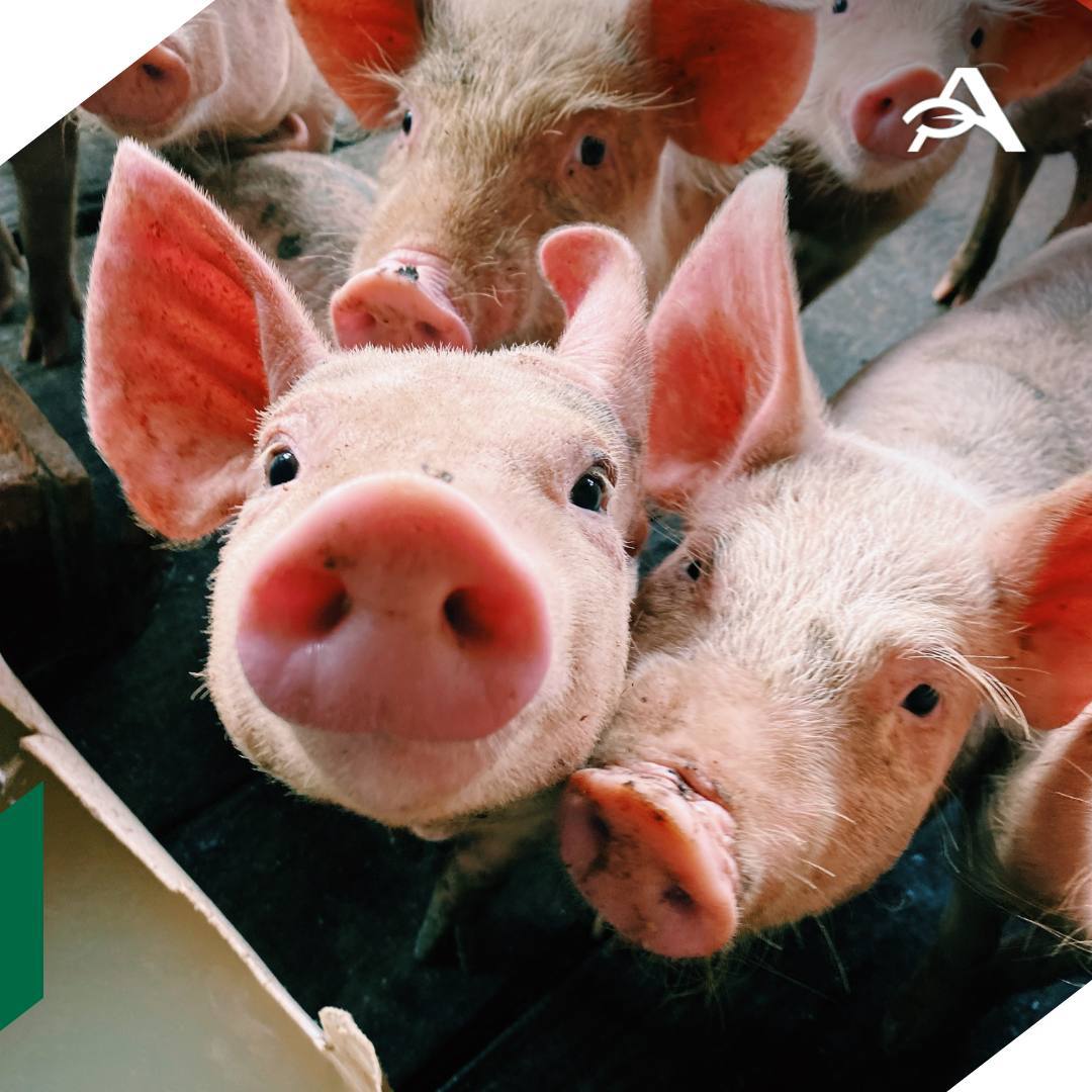 Россельхознадзор открыл филиппинский рынок для поставок российской свинины Право на экспорт получили семь российских предприятий а Департамент сельского хозяйства республики отменил временные ограничения на ввоз из РФ свиней свиноводческой продукции и свиных субпродуктов сообщает Россельхознадзор Открытие рынка осуществлено при активном содействии представителя Минсельхоза и торгпредства России на Филиппинах уточнили в ведомстве Стороны согласовали условия поставок Филиппины провели комплексную оценку документации и мер контроля реализуемых российской ветеринарной службой По итогам проверки Бюро животноводства Филиппин признало достаточность ветеринарного надзора в России и эффективность принимаемых мер по смягчению рисков распространения АЧС уточнили в российском ведомстве agroexpert Наши каналы