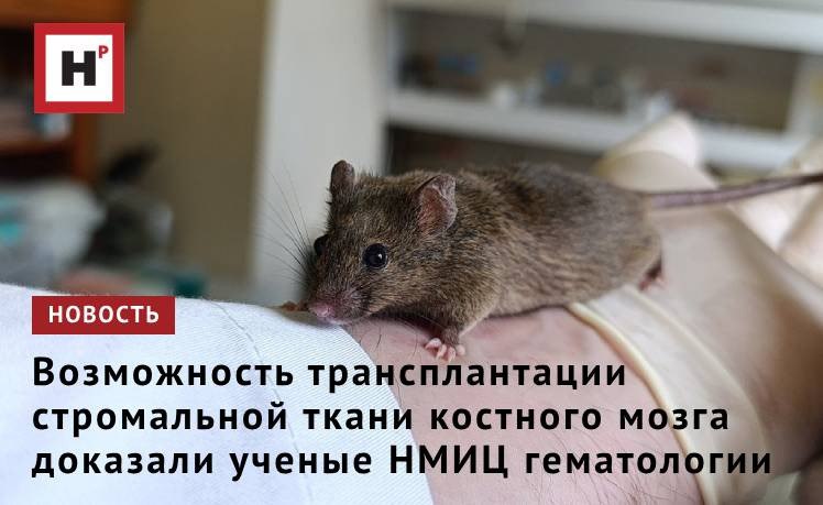 На протяжении многих лет среди ученых бытовало мнение, что строма клеточные и неклеточные элементы костного мозга, создающие основу для функционирования кроветворных клеток не может быть эффективно трансплантирована. Между тем известно, что при раке крови строма, измененная в процессе полихимотерапии, защищает опухолевые клетки от гибели. Именно поэтому при пересадке костного мозга от донора реципиенту целесообразнее использовать не только кроветворную ткань, как это делают сейчас, но и стромальную. Новое исследование ученых НМИЦ гематологии Минздрава России помогло изменить устаревшую парадигму и в будущем позволит улучшить результаты трансплантации костного мозга при злокачественных заболеваниях крови и лечить некоторые генетические заболевания. Фото: Екатерина Благовещенская / НМИЦ гематологии Минздрава России Подробнее на портале Научная Россия #строма #рак_крови